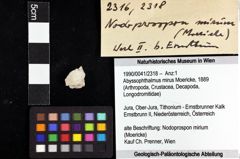 Foto (Objket + Etiketten) von Abyssophthalmus mirus (Moericke, 1889) 